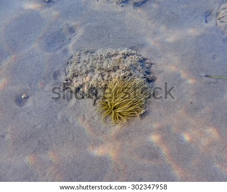 sea anemone closeup on sandy sea bed