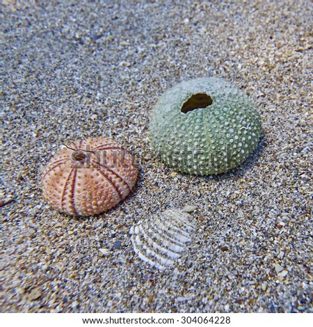two sea urchins and a shell on sandy bed