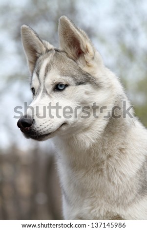 portrait of Siberian husky puppy