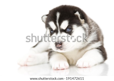 Puppy of Siberian Husky, age of 3 weeks, isolated on a white background