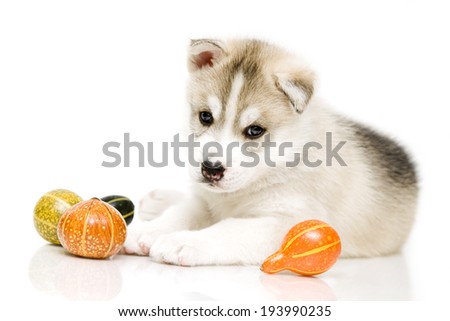 Puppy Siberian Husky with ceramic vegetables, age of 1 month, isolated on a white background