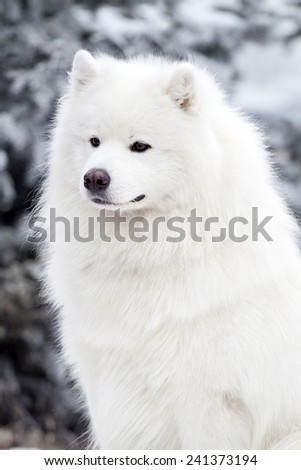 samoed dog  in the winter