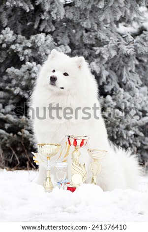 samoed dog in the winter