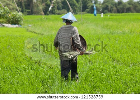 BALI - FEBRUARY 15. Female farmer working in paddy field on February 15, 2012 in Bali, Indonesia. In Indonesia, women provide up to half the total labour input in rice production.