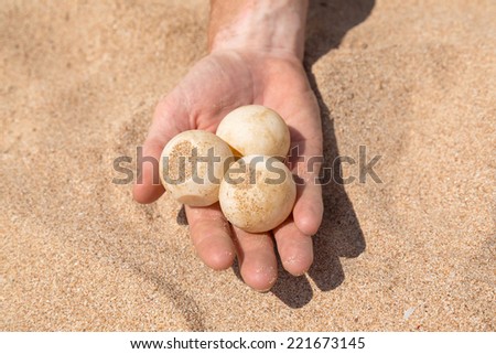 Man\'s hand holding three turtle eggs at Sea Turtle Farm and Hatchery in Sri Lanka.