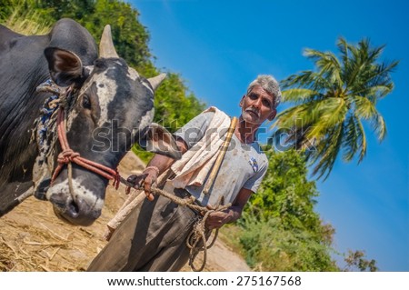 HAMPI, INDIA - 28 JANUARY 2015: Old Indian farmer in field with ox.