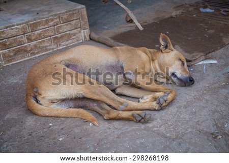 MUMBAI, INDIA - 16 JANUARY 2015: Female dog sleeps on ground of sidewalk. Stray dogs are numerous on India\'s streets.