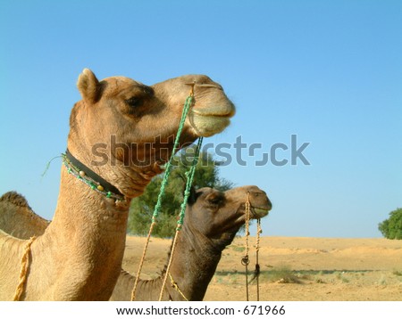 Two camels staring into the distance