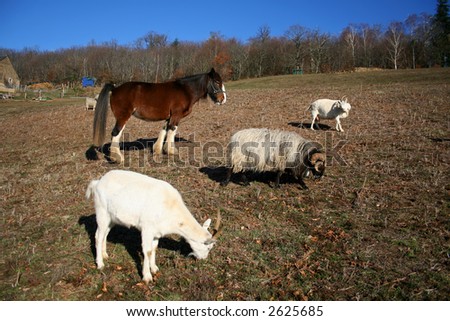 farm family, horse, ram and goats