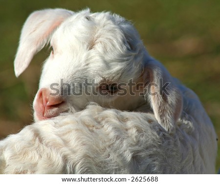 little lamb turning its head