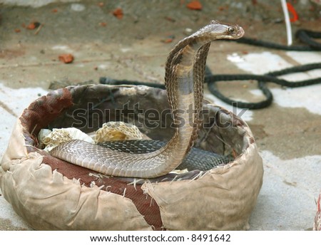 king cobra coming out, rishikesh, india