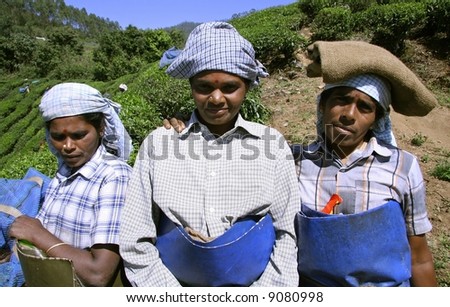 women at tea plantation, south india