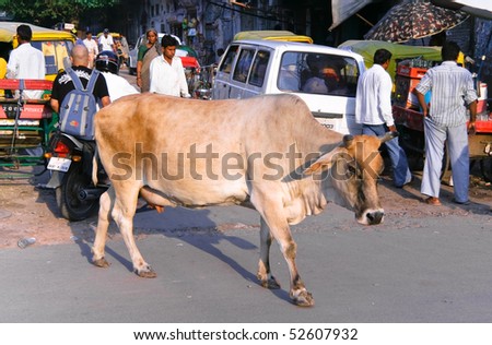 DELHI - SEPTEMBER 29: Cow on city street next to vehicles and people on September 29, 2007 in Delhi, India. Cows are holy in India, where one risks imprisonment for knocking one over.