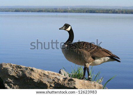 Canada goose on the Ottawa River. Ottawa, Ontario. Canada.