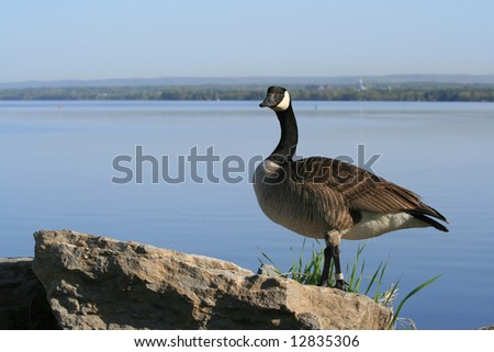 Canada goose on the Ottawa River. Ottawa, Ontario. Canada.