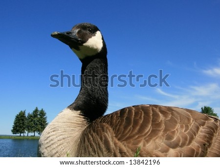 A Canada goose in Andrew Haydon Park. Ottawa, Ontario. Canada.