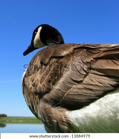 A Canada goose. Focus is on the wing. Ottawa, Ontario. Canada.