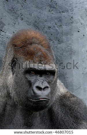Silver- backed gorilla portrait