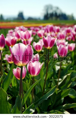 Purple Tulips in the Sunshine