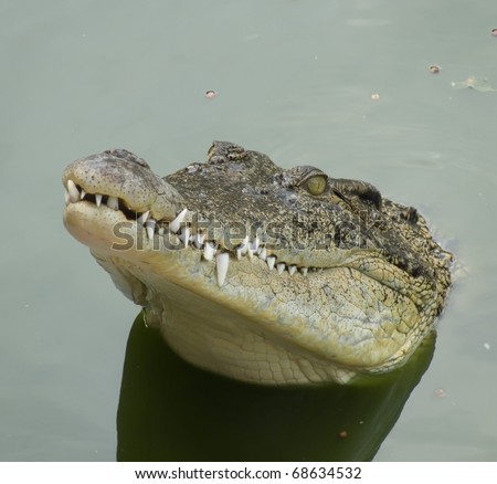 The mouth of a crocodile which is sticking out of water