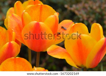 Similar – Image, Stock Photo bee perspective tulips