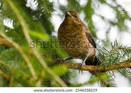 Similar – Foto Bild Junge Amsel sitzt auf Leiter und wird von Mutter mit Insekten gefüttert