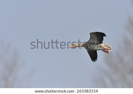 Greylag goose in Spring.  (Anser anser)