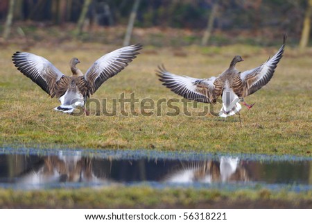 2 gray geese on approach in a meadow.