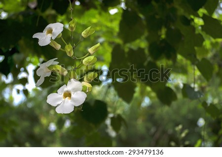 White nice flower of Laurel clock vine, white liana (Thunbergia laurifolia).