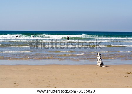 A dog watching the surfers