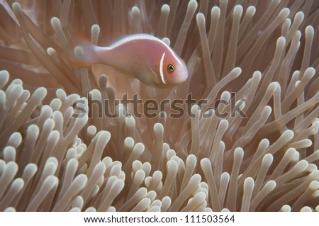Pink anemone and anemone fish