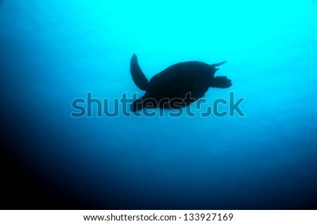 Big sea turtle swimming above coral reef.