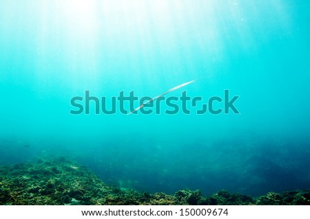 Smooth Cornetfish (Fistularia commersonii) underwater scene sun rays in deep blue sea