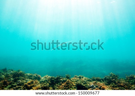 Smooth Cornetfish (Fistularia commersonii) underwater scene sun rays in deep blue sea