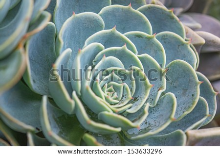 Hen-and-Chickens /Crassulaceae / Houseleek/ Sempervivum decorative plant