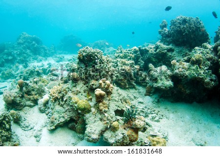 abstract underwater scene, Coral reef in deep blue sea, Anilao, Philippine.