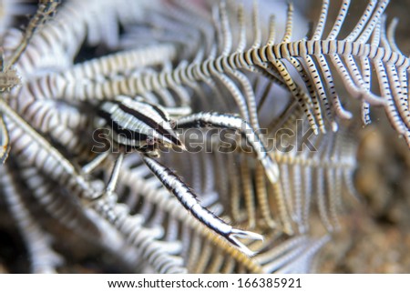 Feather star (Crinoid) _Sea lily and co-living Crab (Periclimenes sp.)