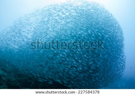Fish ball of scad fish in Dimakya island, Palawan.