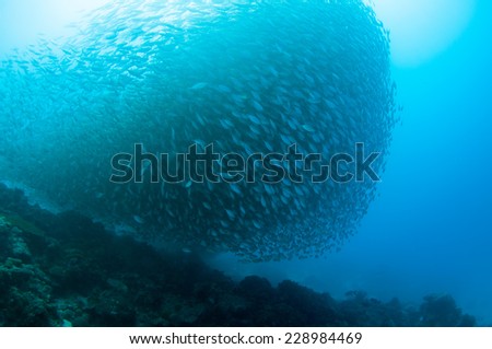 Fish ball of scad fish in Dimakya island, Palawan.