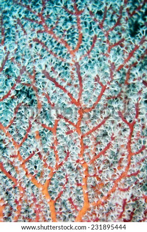 Sea Fan coral in Coron, Philippine.