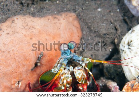 Peacock mantis shrimp, Tulamben, Bali, Indonesia.