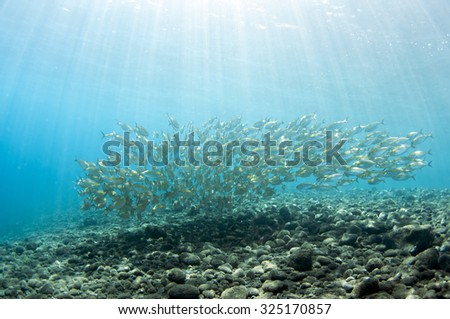 School of fish in ocean, Tulamben, Bali, Indonesia.