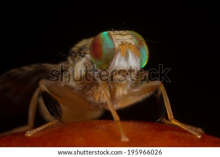 Natal Fruit fly