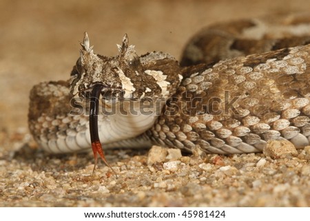 A many-horned adder flicking its tongue.