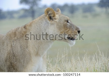 lioness (Panthera leo) in the kgalagadi transfrontier park, northern cape, south africa