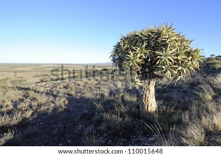 Quiver tree in the Karoo, Prieska, Northern Cape, South africa