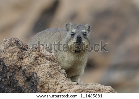 Rock Hyrax (Procavia capensis) aka Dassie at Augrabies National Park,northern Cape,South Africa. Closely related to the elephant..