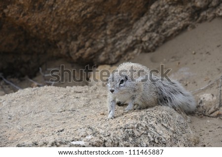 Striped ground squirrel  (Xerus erythropus) at Augrabies National Park,northern Cape,South Africa.