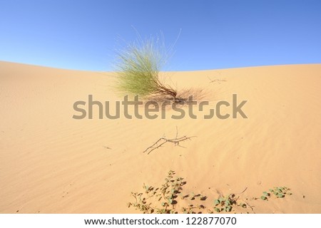 Dune view, Kalahari desert, northern cape, South africa . Adaptive vegetation and wavy sand patterns formed by prevailing wind