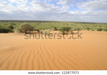 Dune view, Kalahari desert, northern cape, South africa . Adaptive vegetation and wavy sand patterns formed by prevailing wind